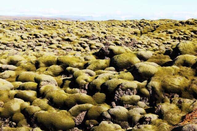 Moss covered lava stones in Iceland