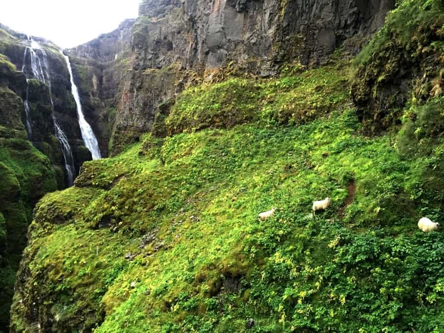 Glýmur waterfall is the second highest waterfall in Iceland