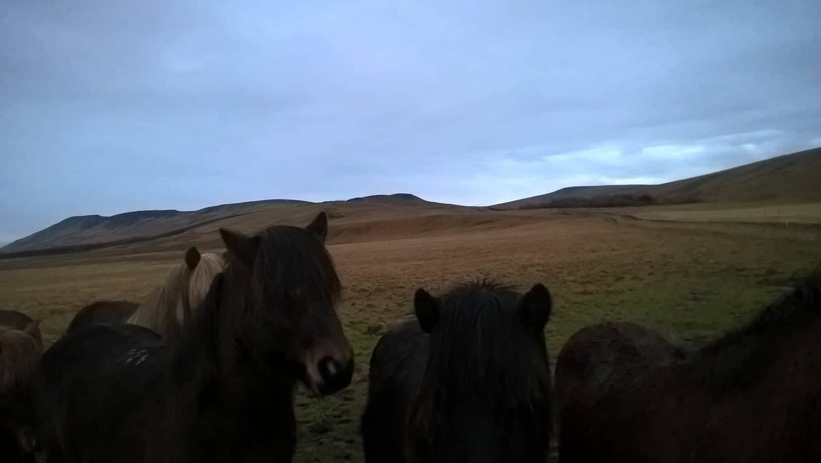 Meeting horses