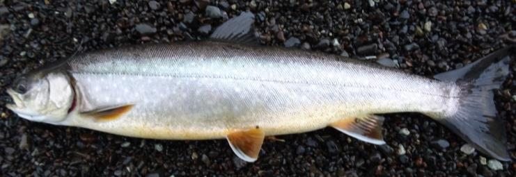 Arctic Char in Iceland