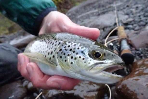 Brown trout in Iceland