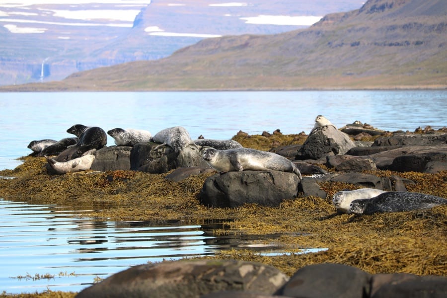 Seals in the Westfjords of Iceland
