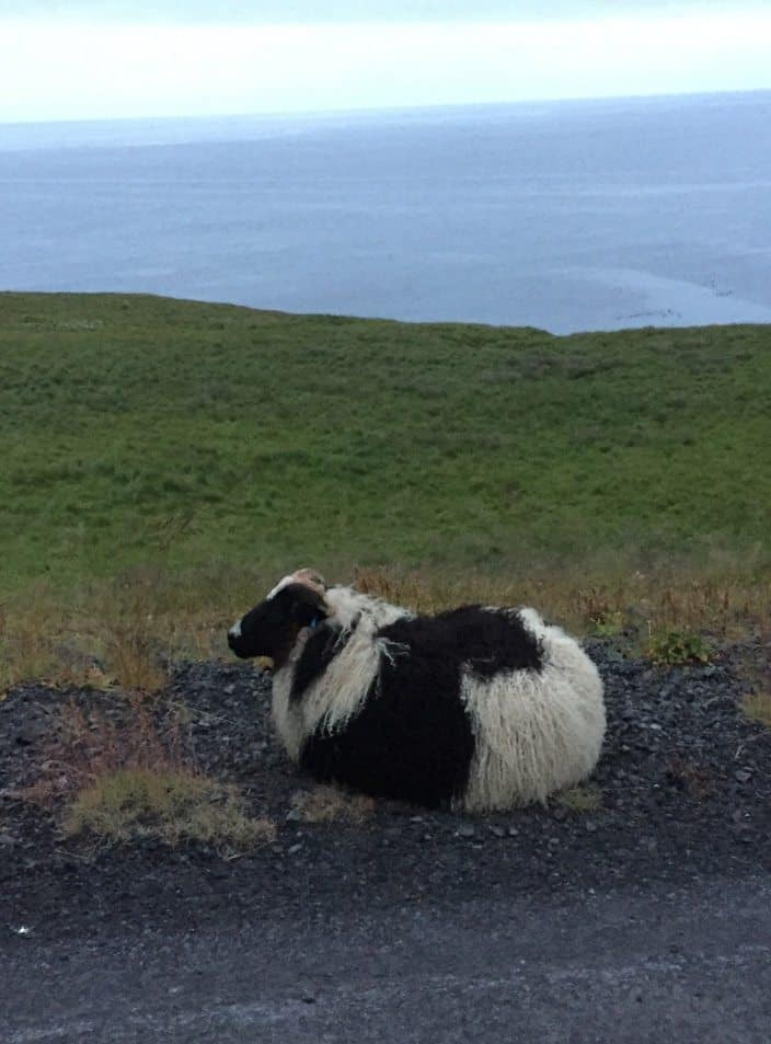 Icelandic fashion sheep