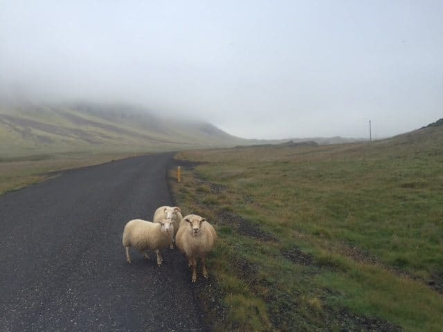 Sheep on the roads in Iceland