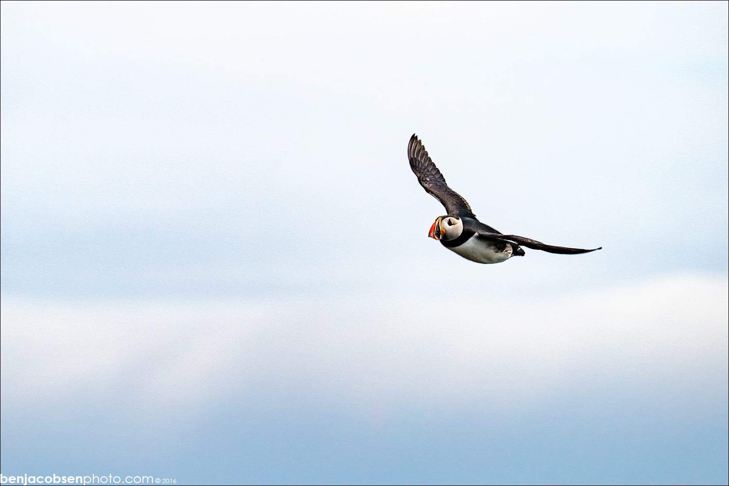 Puffin flying in south Iceland
