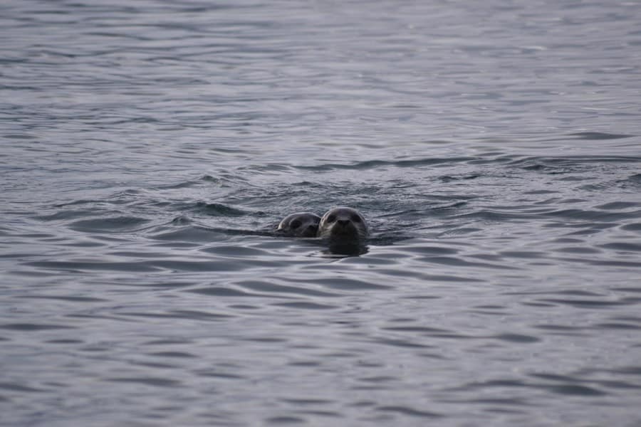 Seals in the ice lagoon Jökulsárlón