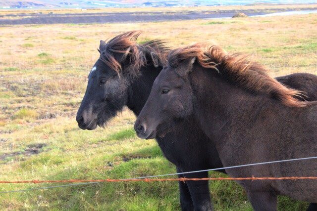 Beautiful horses in Iceland