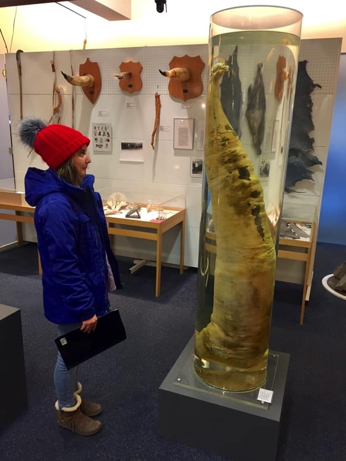 The penis museum in Reykjavik