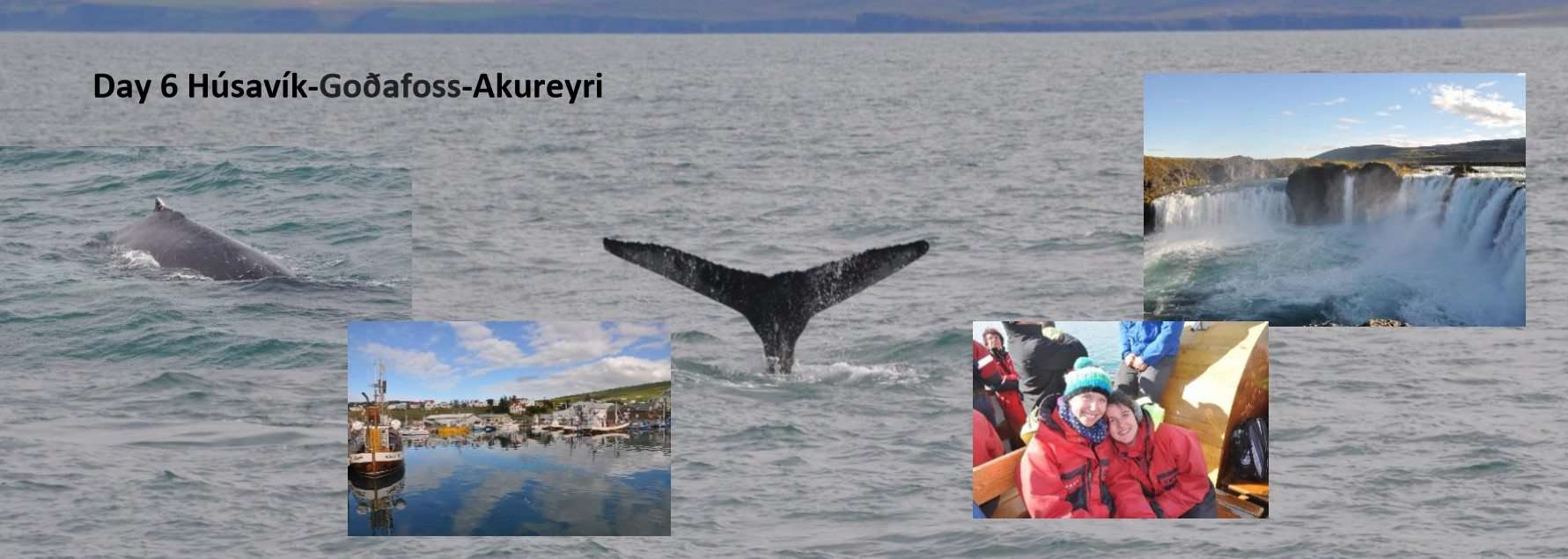 North Iceland Whale watching